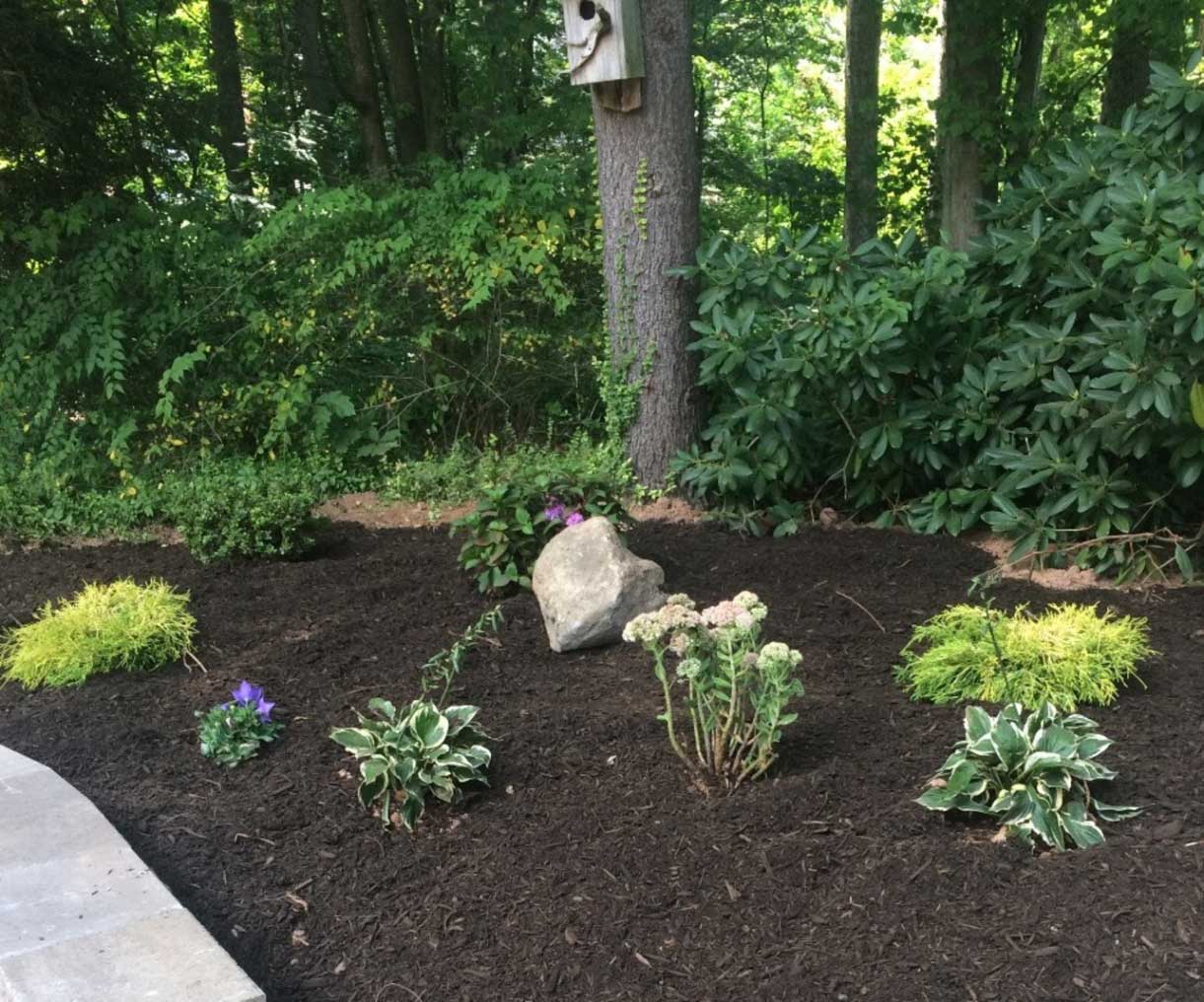 New planting bed with shrubs and perennials